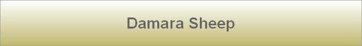Damara Sheep